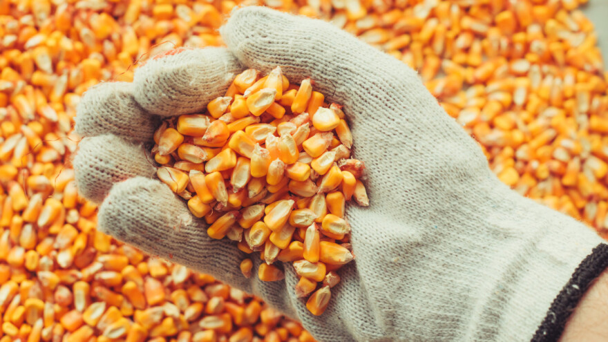 Procurile informacije: Kina će proizvoditi GMO kukuruz?