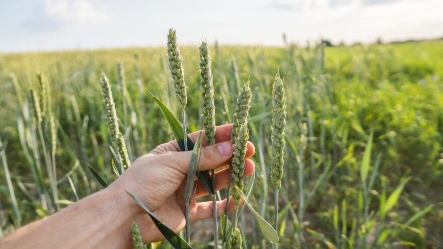 Prijeđite okvire standardne zaštite žitarica: Priaxor® štiti i novorazvijene listove!