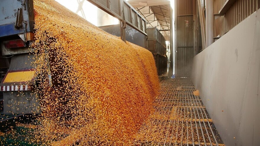 Počeo otkup kukuruza i soje rod 2024: Ovo su cijene i uvjeti