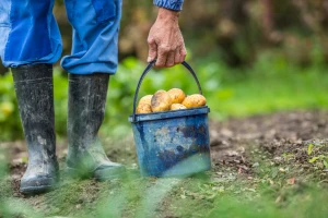 Svetski dan hrane: Najteže pogođeni siromašni u ruralnim sredinama