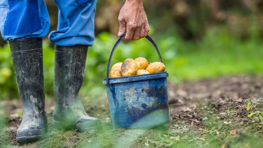 Svetski dan hrane: Najteže pogođeni siromašni u ruralnim sredinama