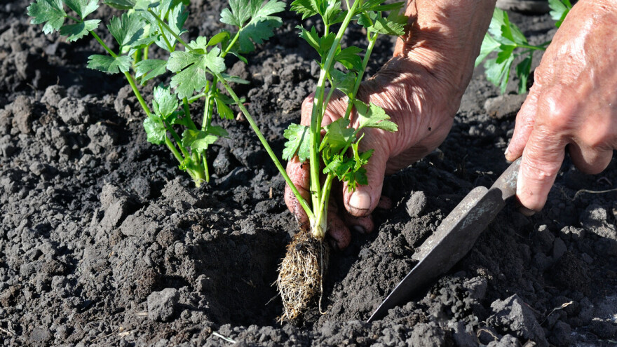 Sjetva celera: Kako uzgojiti korijenaš, a kako rebrasti?