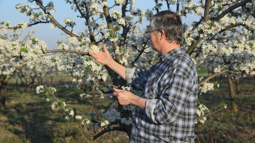 Stanje i perspektiva koštičavog voća u Srbiji