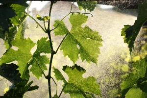Sad je momenat za suzbijanje sive plesni grožđa