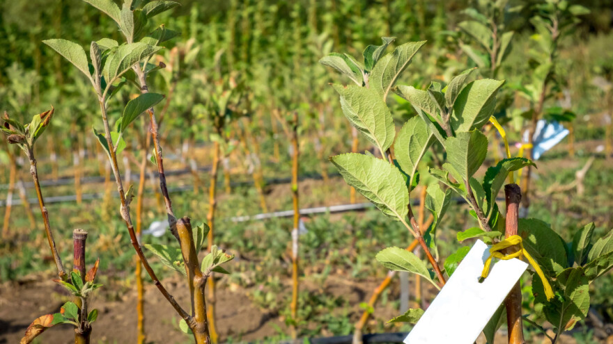 Podsticanje podizanja novih zasada - umjesto breskve dunja