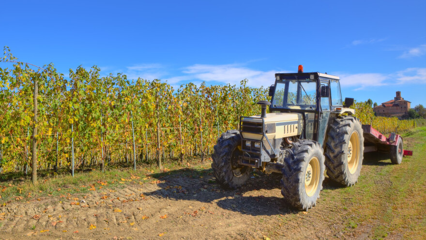 Krčenje vinograda - kada i kako to obaviti?