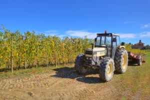 Krčenje vinograda - kada i kako to obaviti?