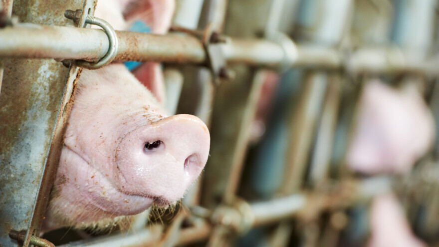 Javni poziv: Za postavljanje dvostrukih ograda u uzgojima svinja 2 milijuna kuna