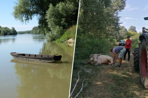 Zarobljenu kravu uz obalu Save spasili HGSS-ovci