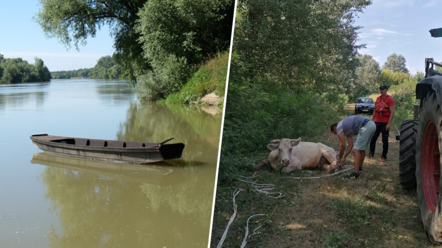 Zarobljenu kravu uz obalu Save spasili HGSS-ovci