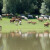 Užas u Lonjskom polju - uginulo 58 goveda od više vlasnika