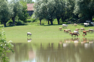 Opasnosti od zaraze bedrenicom u Parku prirode Lonjsko polje više nema