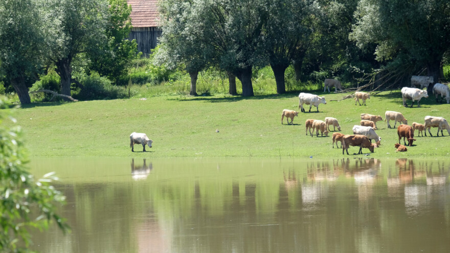 Analiza potvrdila - uginula goveda u Lonjskom polju zaražena su bedrenicom