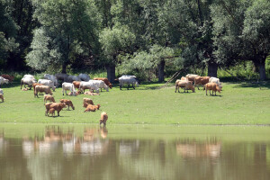 Korisnici potpora s područja na kojima je potvrđena bedrenica, javite se u APPRRR