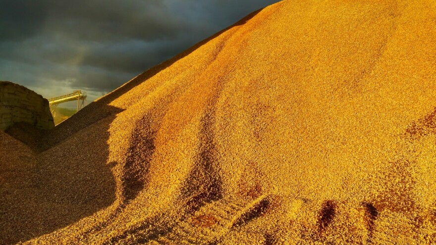 Kazahstan ukida ograničenja na izvoz pšenice i pšeničnog brašna