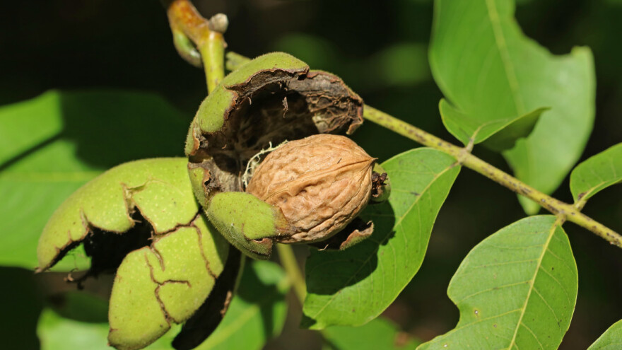 Orah: Za plodnost i bogatstvo ili za "dušu" precima?