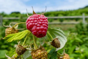 Simptomi sive truleži na plodovima maline - koje su mjere kontrole?