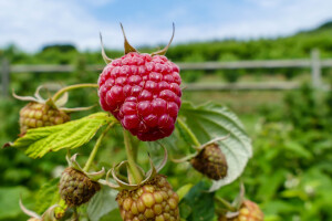Simptomi sive truleži na plodovima maline - koje su mjere kontrole?