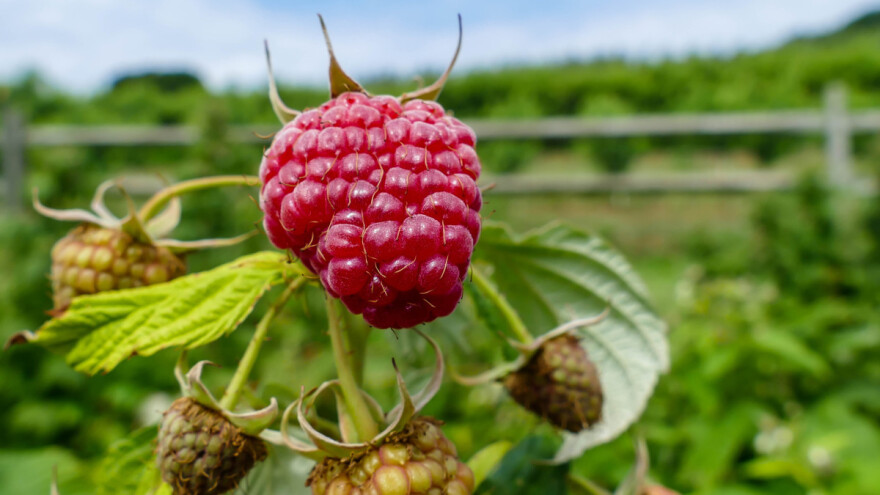 Simptomi sive truleži na plodovima maline - koje su mere kontrole?
