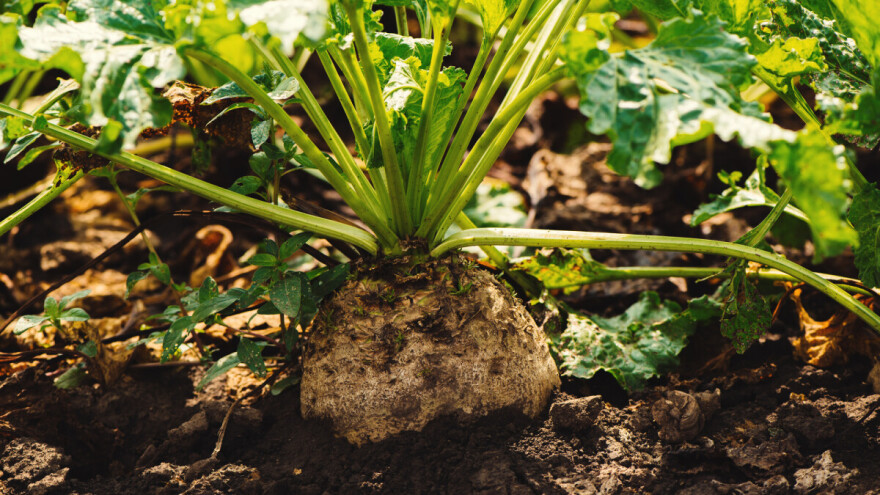 Tko su najbolji hrvatski proizvođači šećerne repe?