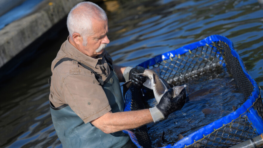 Dobrobit riba: EU treba jedinstven sustav i zakone za uzgoj riba