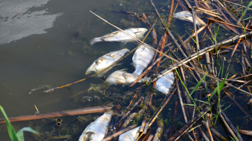 Ekološka katastrofa: Uginulo više od 5 tona ribe u prnjavorskom "Ribnjaku"