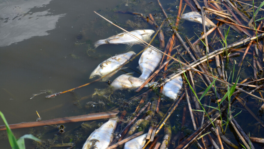 Spreča ostaje bez ribe - nekada rijeka s najviše vrsta