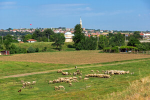 Dugotrajna suša u Turskoj smanjila poljoprivrednu proizvodnju