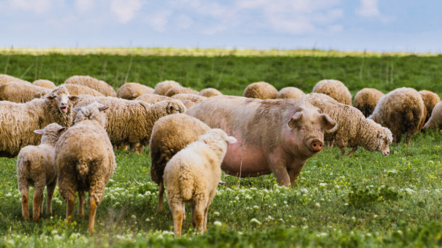 EK predlaže: Manje pesticida i đubriva, ali i podsticaji za organsku proizvodnju?