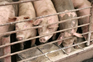 BiH zbog afričke kuge spustila rampu Makedoncima: Uzgajivači traže potpunu zabranu uvoza