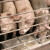Zbog AKS-a Crna Gora zabranila uvoz svinjetine iz Srbije?