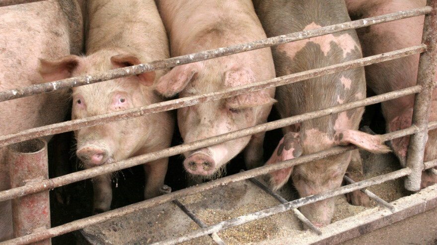 Zbog AKS-a Crna Gora zabranila uvoz svinjetine iz Srbije?