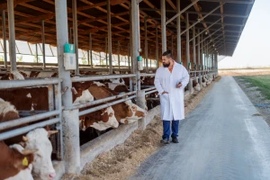 Za poticaje veterinarstvu 2,5 miliona KM - šta uključuje program?