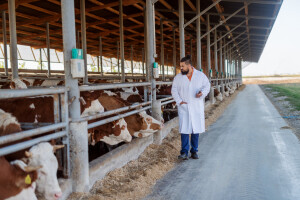 Za poticaje veterinarstvu 2,5 miliona KM - šta uključuje program?