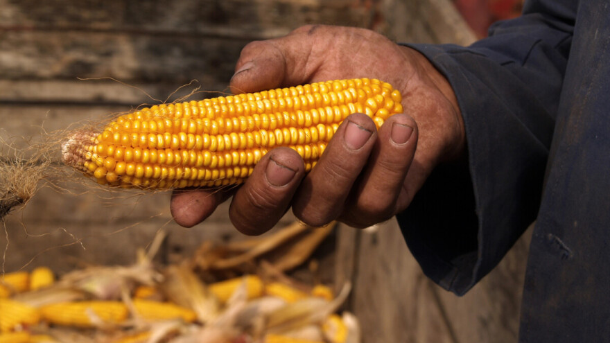 Zaključen terminski ugovor za kukuruz i uljanu repicu roda 2024. - 16,5 i 43,5 din/kg