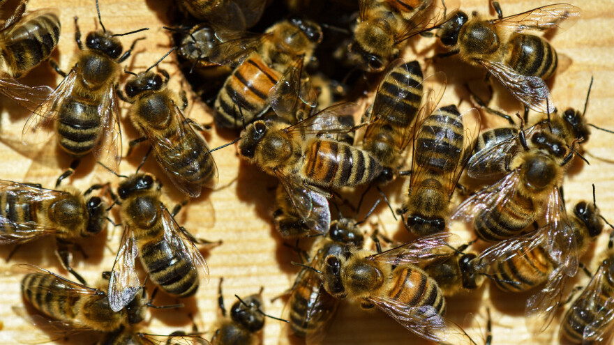 Rojidbeni nagon i rojenje pčelinjih zajednica - znaci i suzbijanje