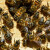 Rojidbeni nagon i rojenje pčelinjih zajednica - znaci i suzbijanje