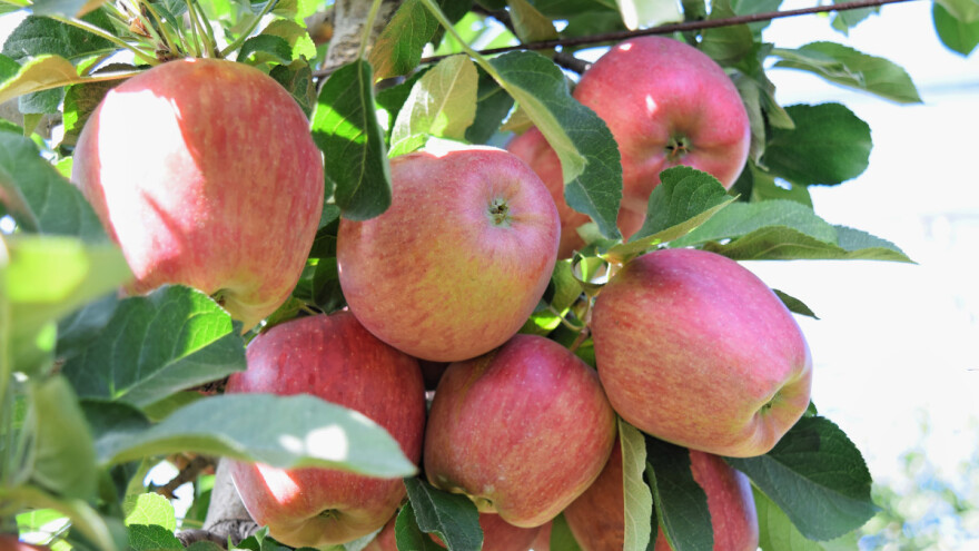 Je li istina da nakon obilnog roda voćka mora odmoriti?