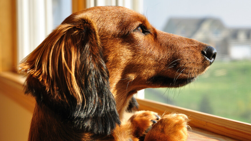 Mogu li životinje zaražene virusom Covid 19 bolest preneti na ljude?
