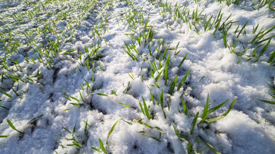 Snijeg je odličan toplinski izolator usjeva - što sa snježnom plijesni?