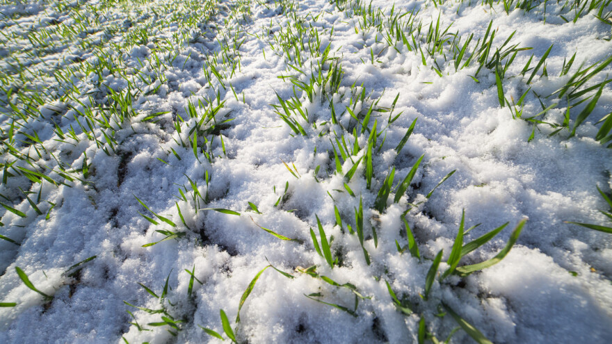 Stižu jači jutarnji mrazevi, ali nema zime za ozimine