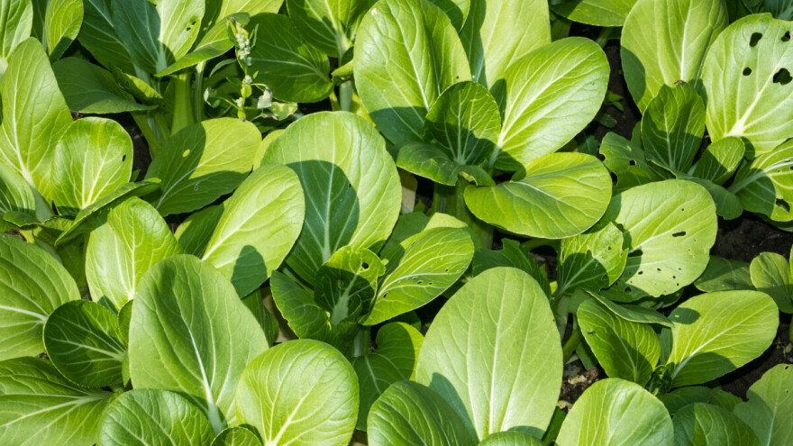 Kako uzgojiti kineski kupus - pak choi