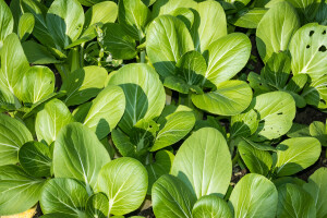 Kako uzgojiti kineski kupus pak choi? Lako!
