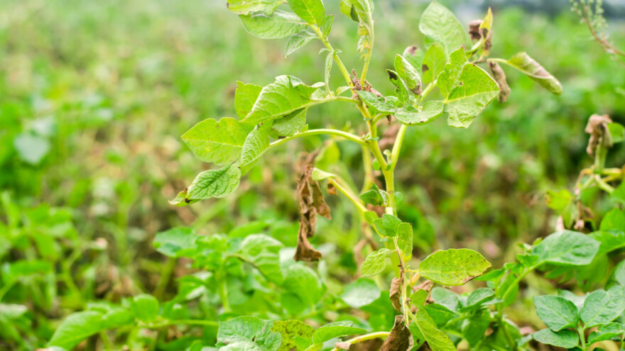 Otkriće holandskih naučnika u borbi protiv plamenjače krompira