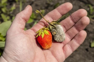 Botritis: Kako sprečiti, a kako lečiti sivu plesan jagode?