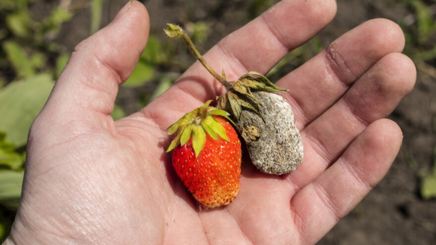 Botritis: Kako spriječiti, a kako liječiti sivu plijesan jagode?