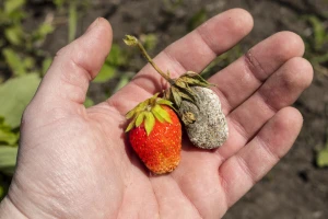 Jagode sada napada siva trulež - evo kako da ih zaštitite