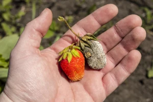 Jagode sada napada siva trulež - evo kako da ih zaštitite