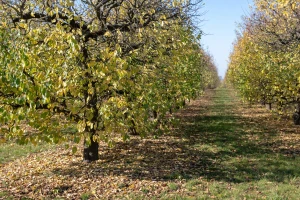 Kada opadne više od 50 odsto lišća, vreme je za tretiranje bakarnim preparatima