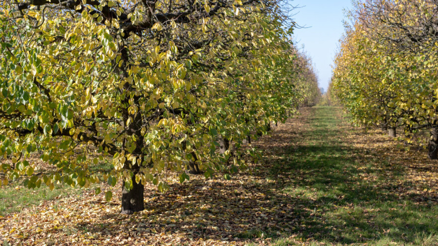 Kada opadne više od 50 odsto lišća, vreme je za tretiranje bakarnim preparatima